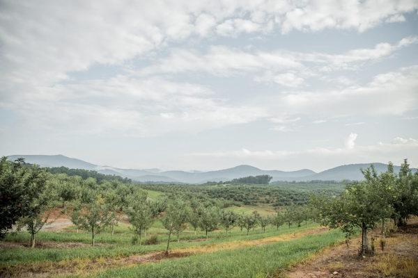 A view of apple alley