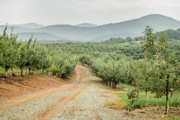 A road through an apple orchard